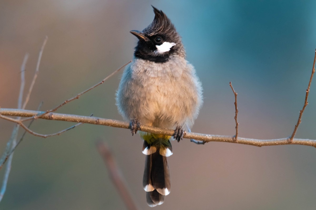 Himalayan Bulbul - ML628999570