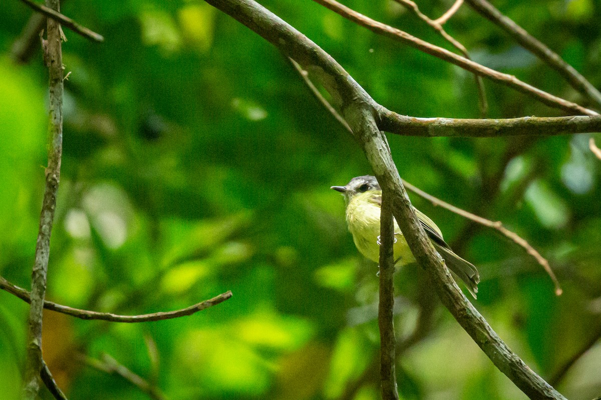 Slaty-capped Flycatcher - ML628999653
