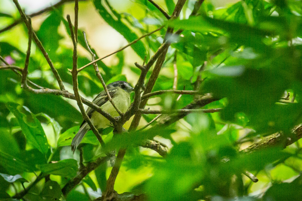 Slaty-capped Flycatcher - ML628999654