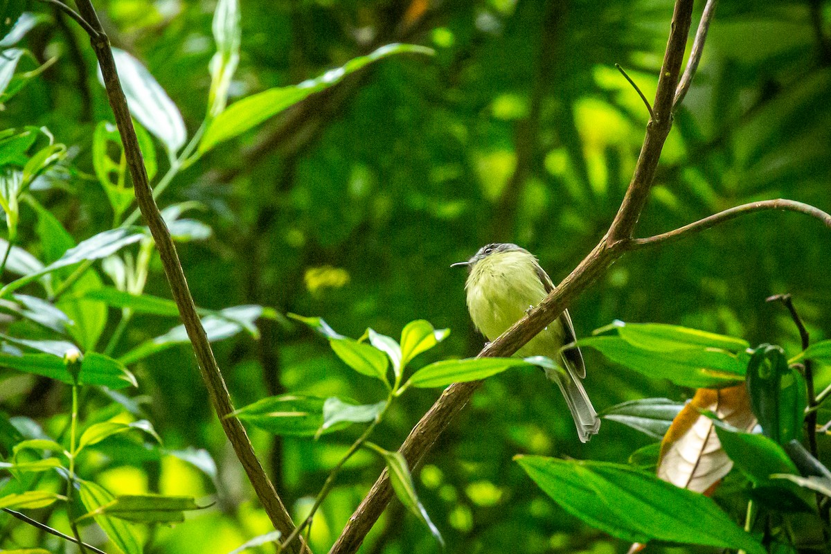 Slaty-capped Flycatcher - ML628999655