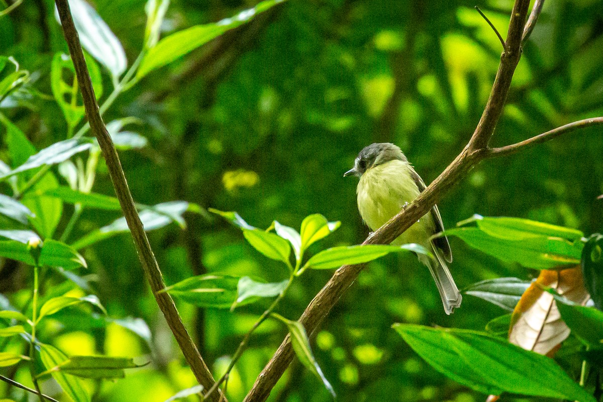 Slaty-capped Flycatcher - ML628999656
