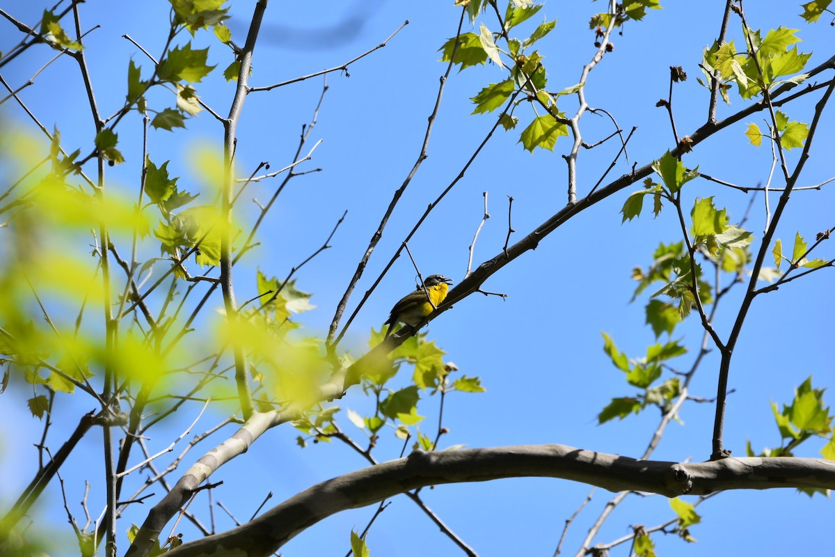 Yellow-breasted Chat - ML628999704