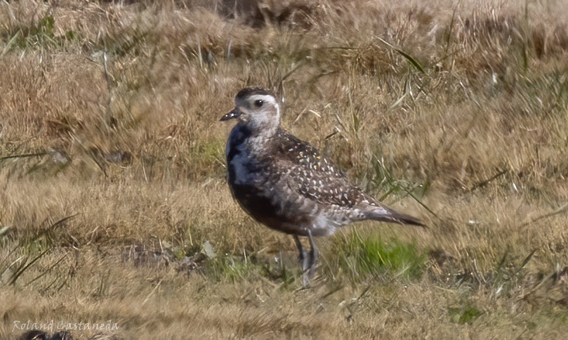 American Golden-Plover - ML628999870