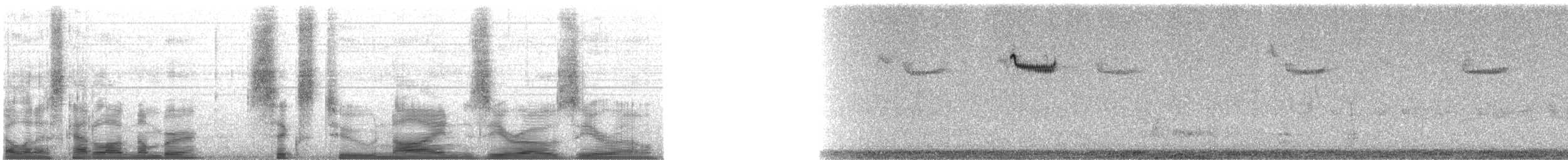 Brown Creeper - ML62900