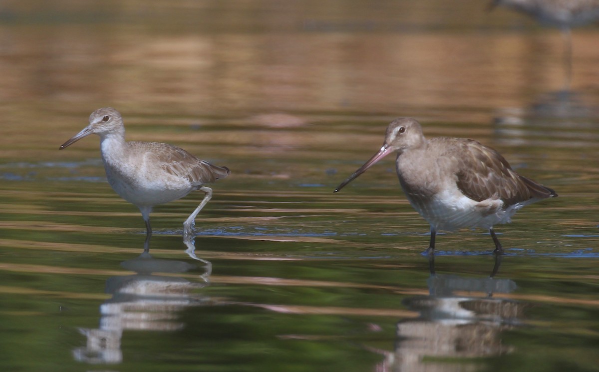 Willet - ML629000524