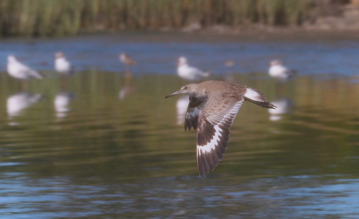 Willet - ML629000525