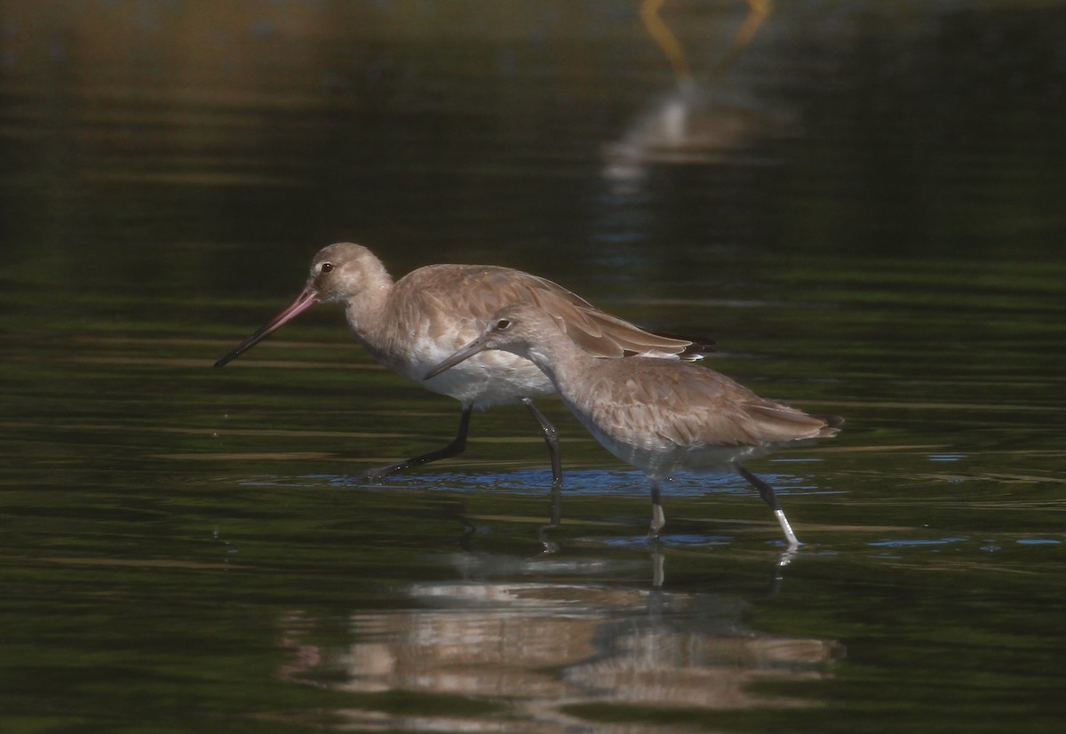 Willet - ML629000527