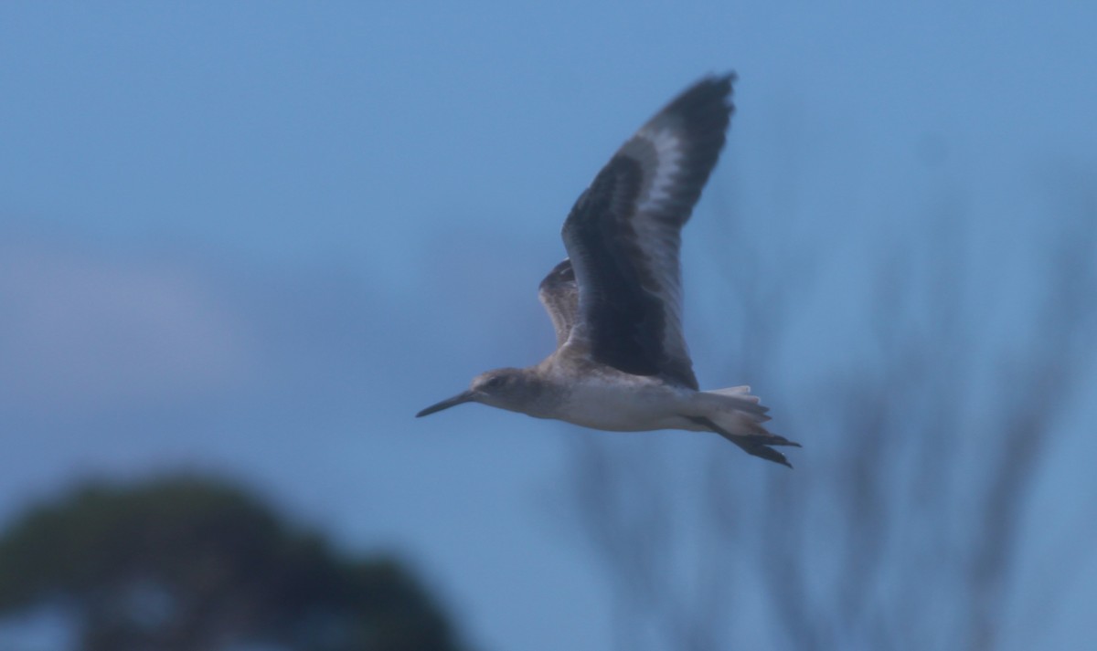 Willet - ML629000542