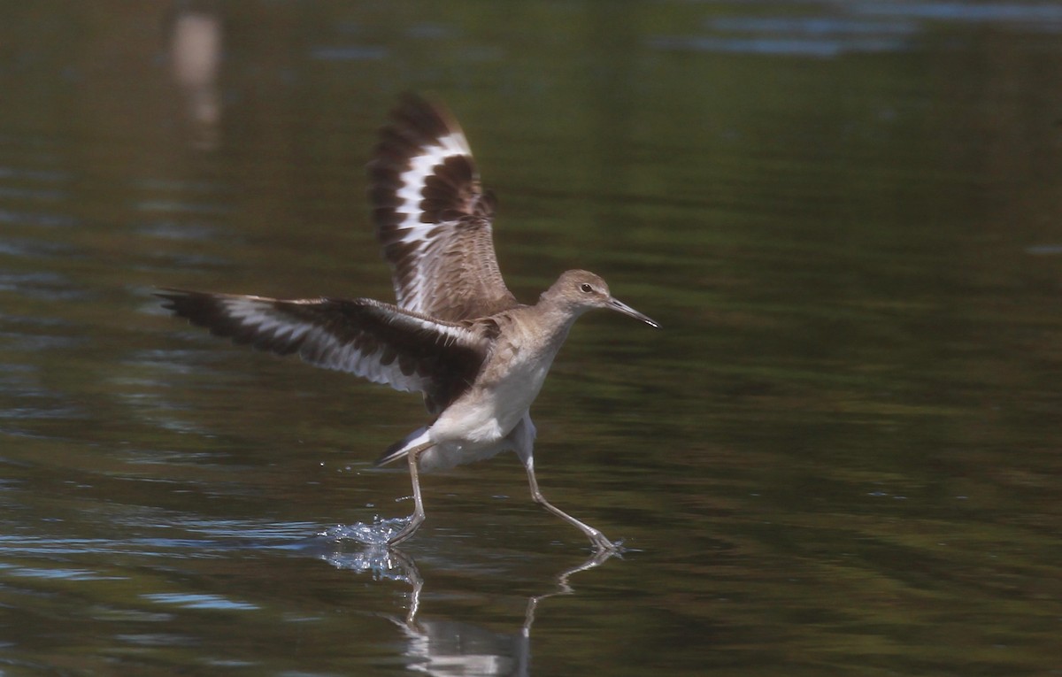 Willet - ML629000543