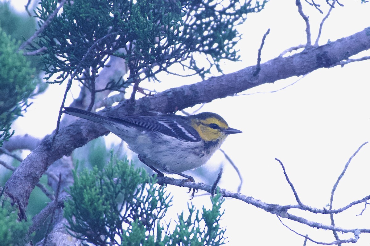 Golden-cheeked Warbler - ML629000617