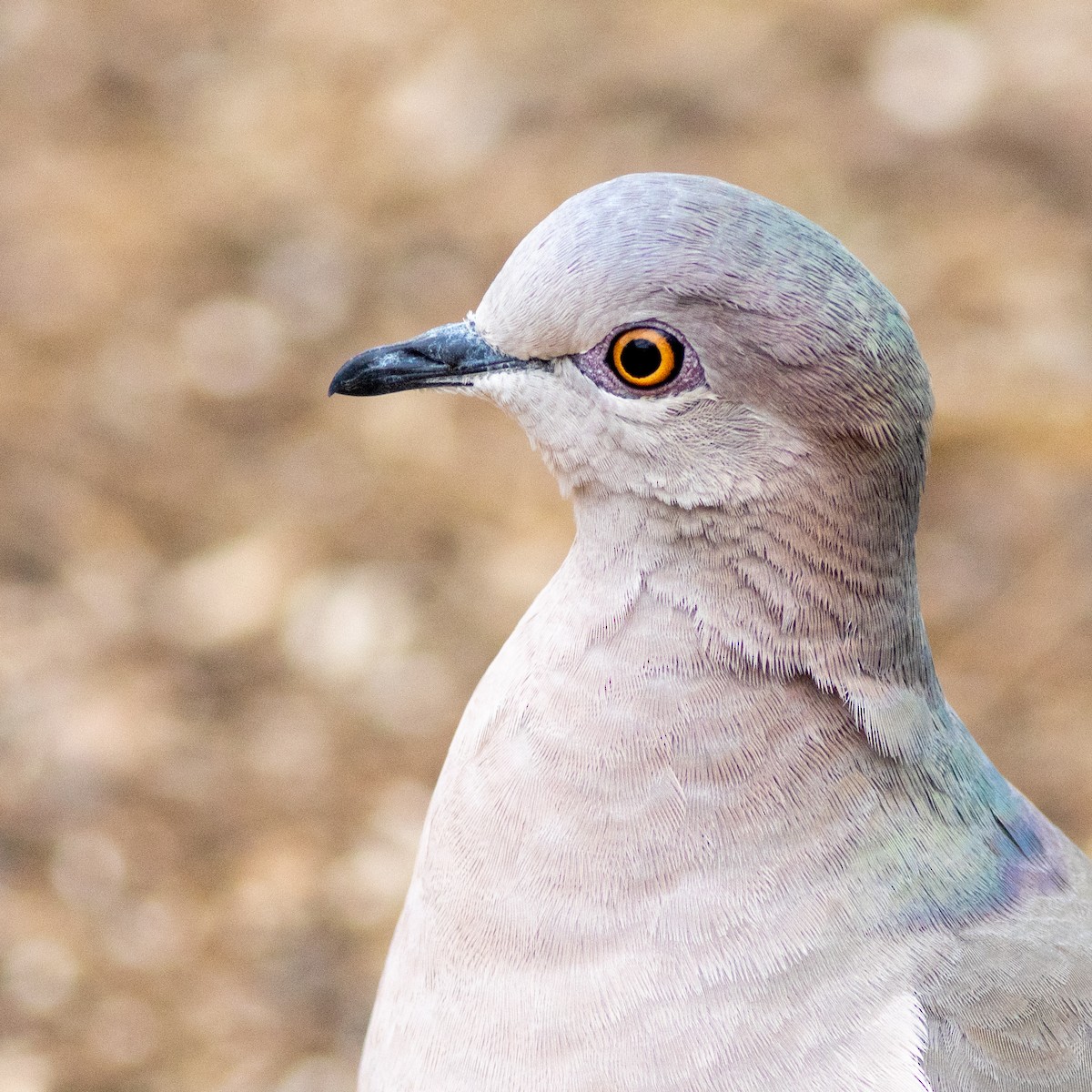 holub bledočelý - ML629000646