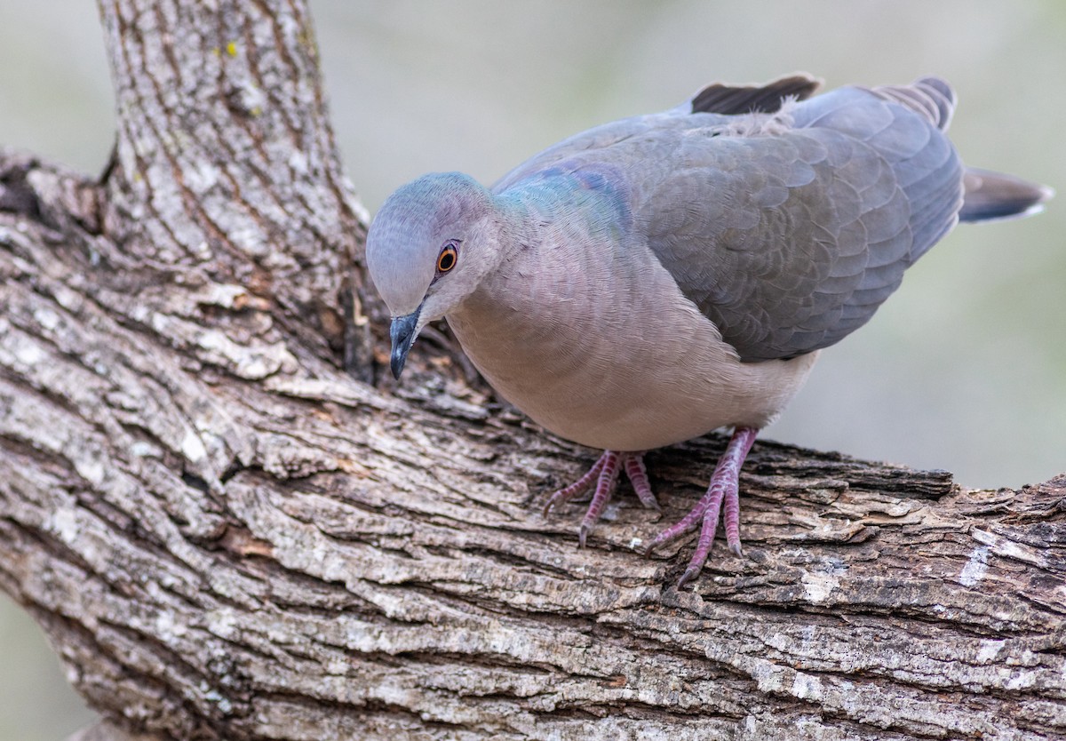 holub bledočelý - ML629000649