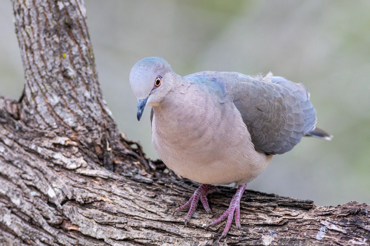 holub bledočelý - ML629000650