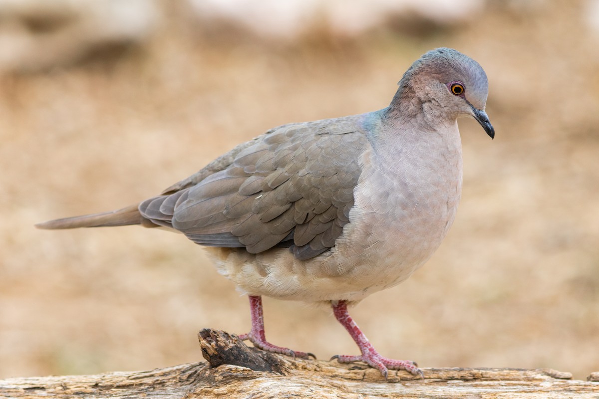 holub bledočelý - ML629000651