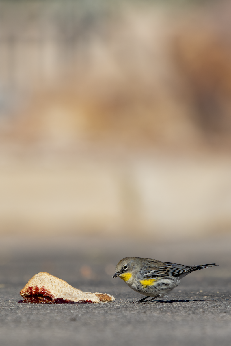 Yellow-rumped Warbler - ML629000668