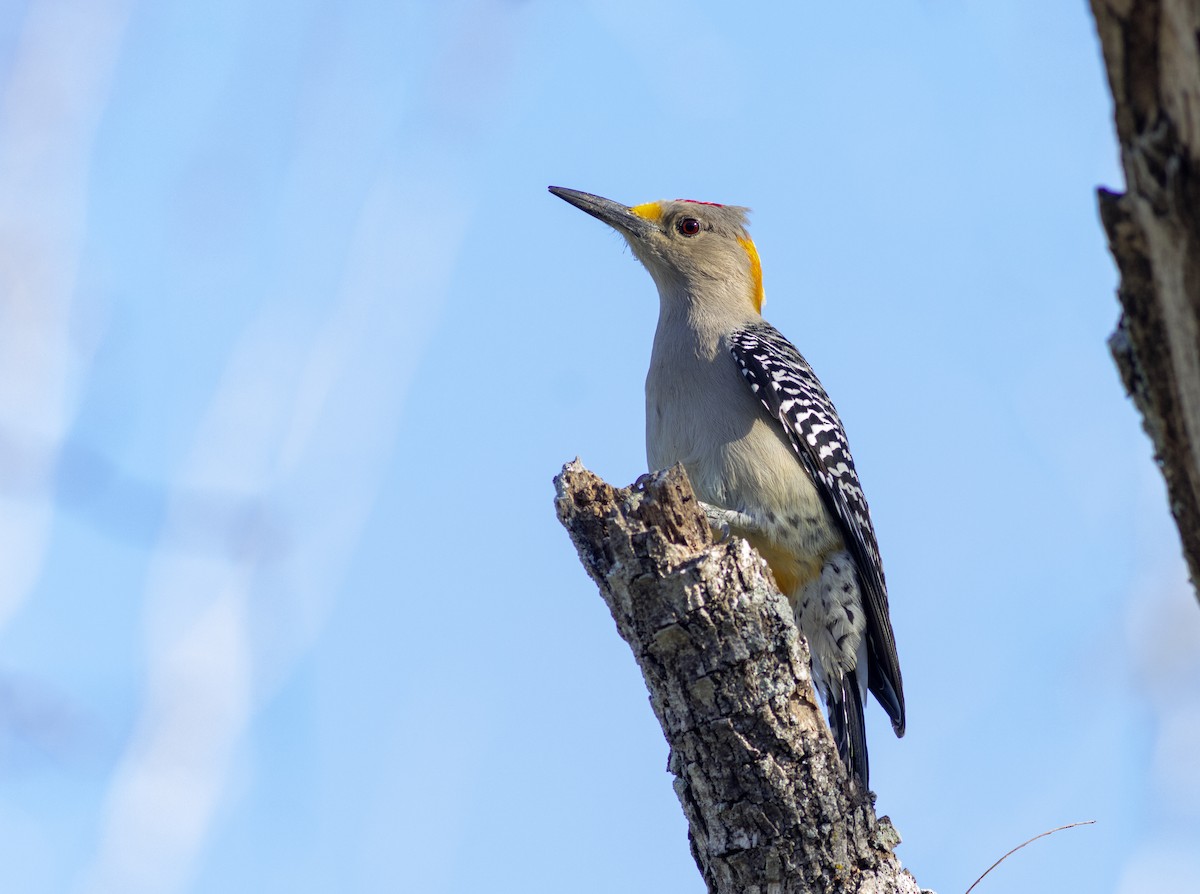 datel zlatočelý - ML629000675