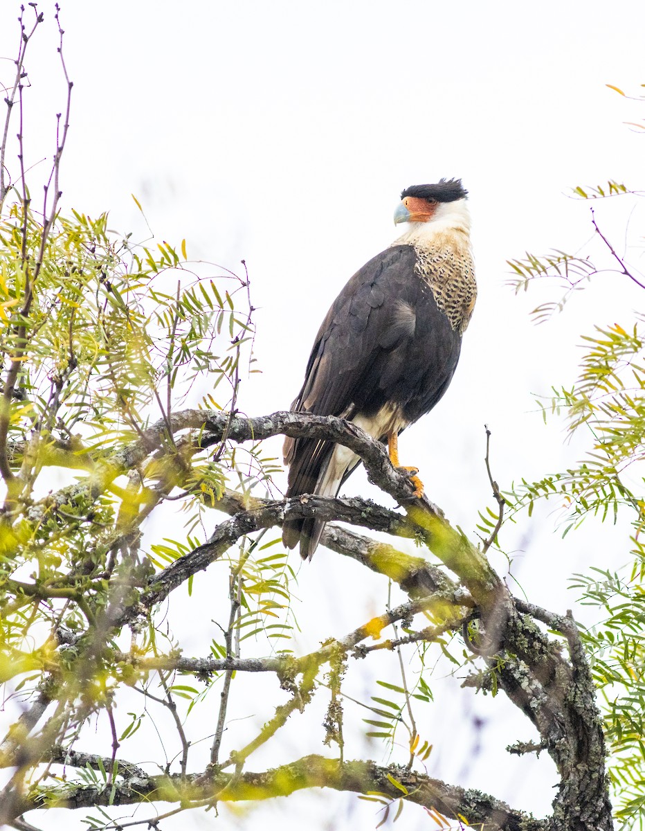 karančo jižní - ML629000684