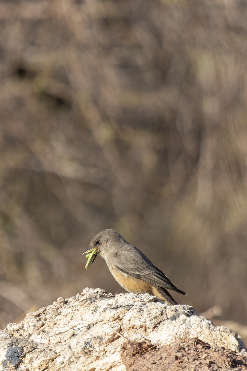 Say's Phoebe - ML629000706