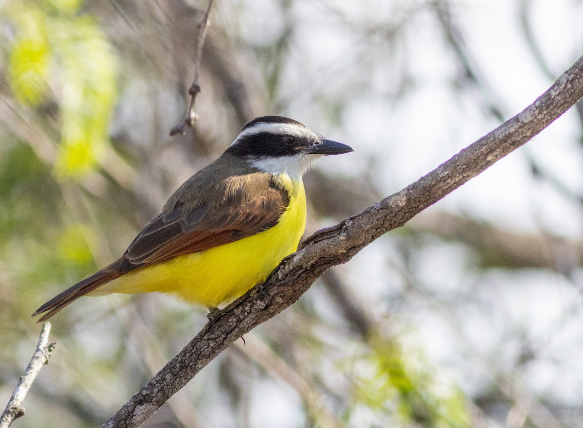 Great Kiskadee - ML629000714