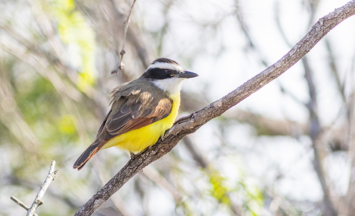 Great Kiskadee - ML629000715