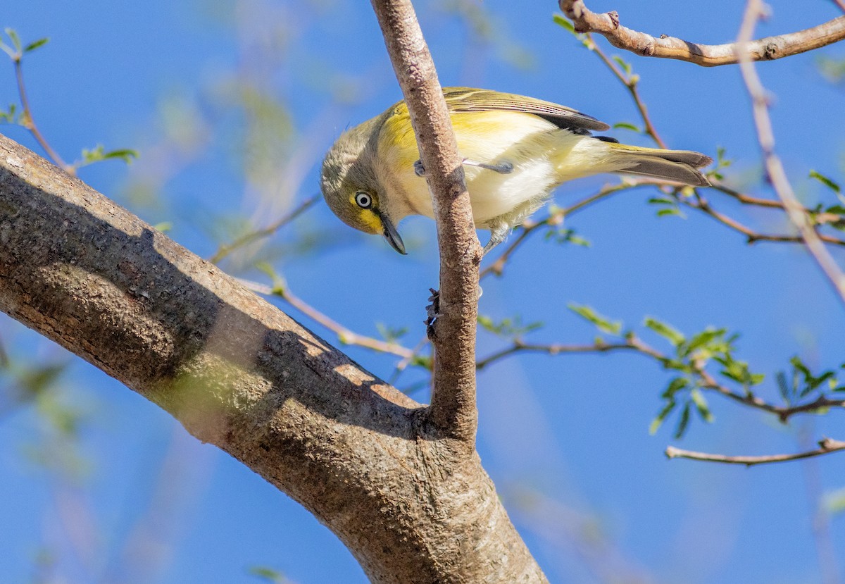 zelenáček bělooký - ML629000723