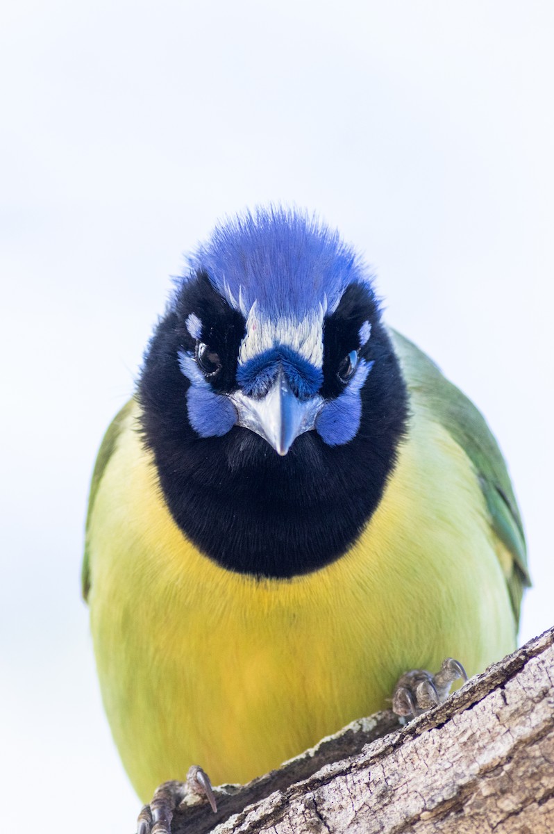 sojka zelenavá - ML629000732