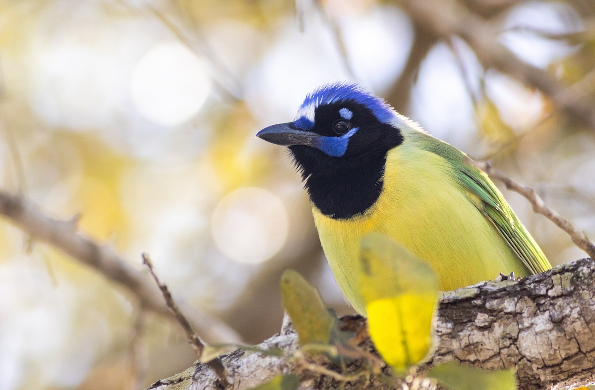 sojka zelenavá - ML629000733