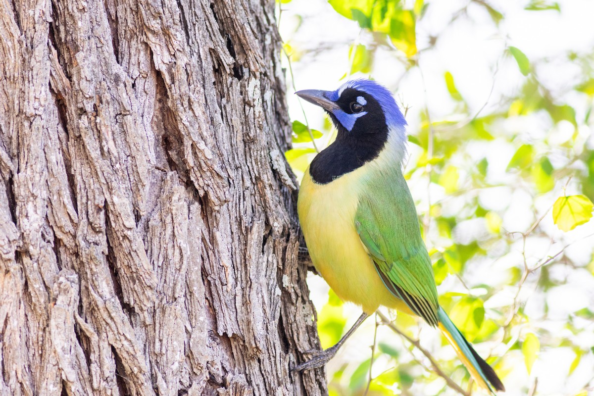 sojka zelenavá - ML629000734