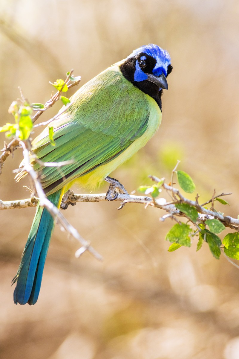 sojka zelenavá - ML629000735