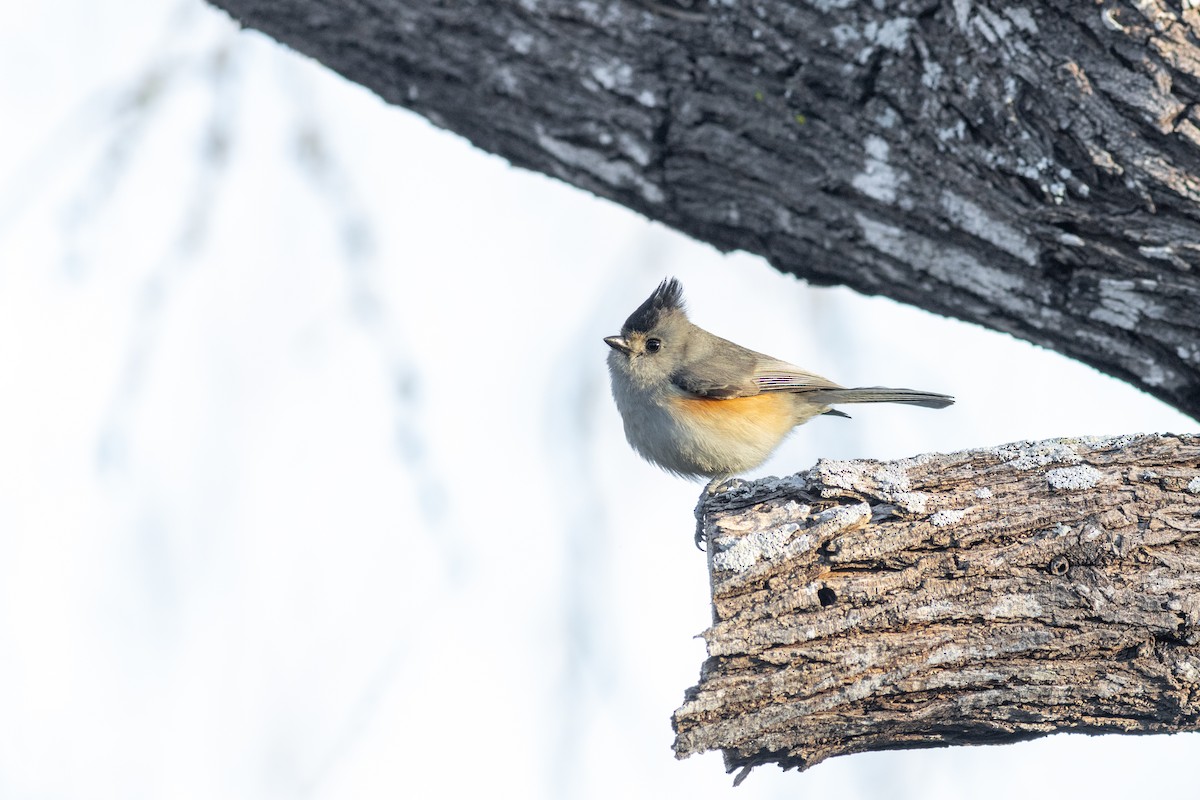 sýkora černochocholatá - ML629000751