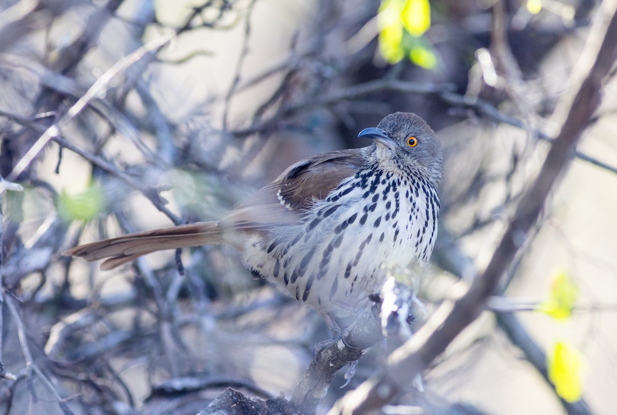 drozdec dlouhozobý - ML629000772