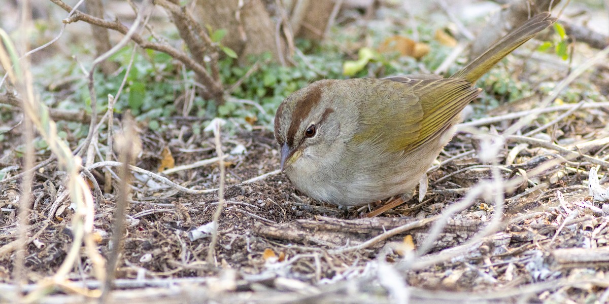 Olive Sparrow - ML629000795