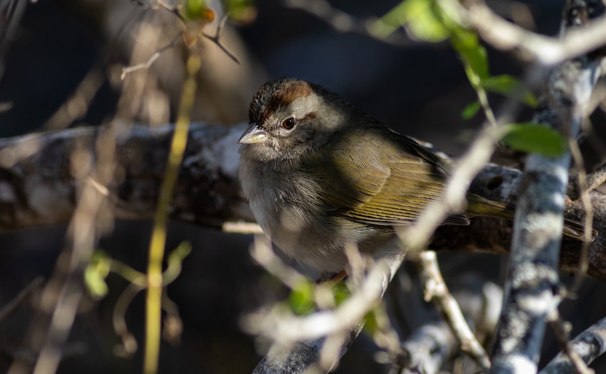 Olive Sparrow - ML629000796