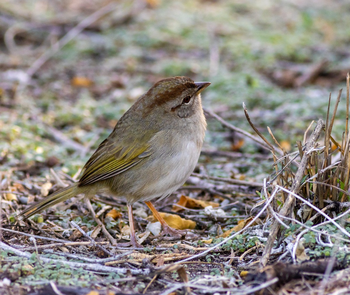 Olive Sparrow - ML629000797