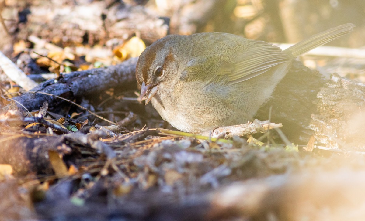 Olive Sparrow - ML629000798