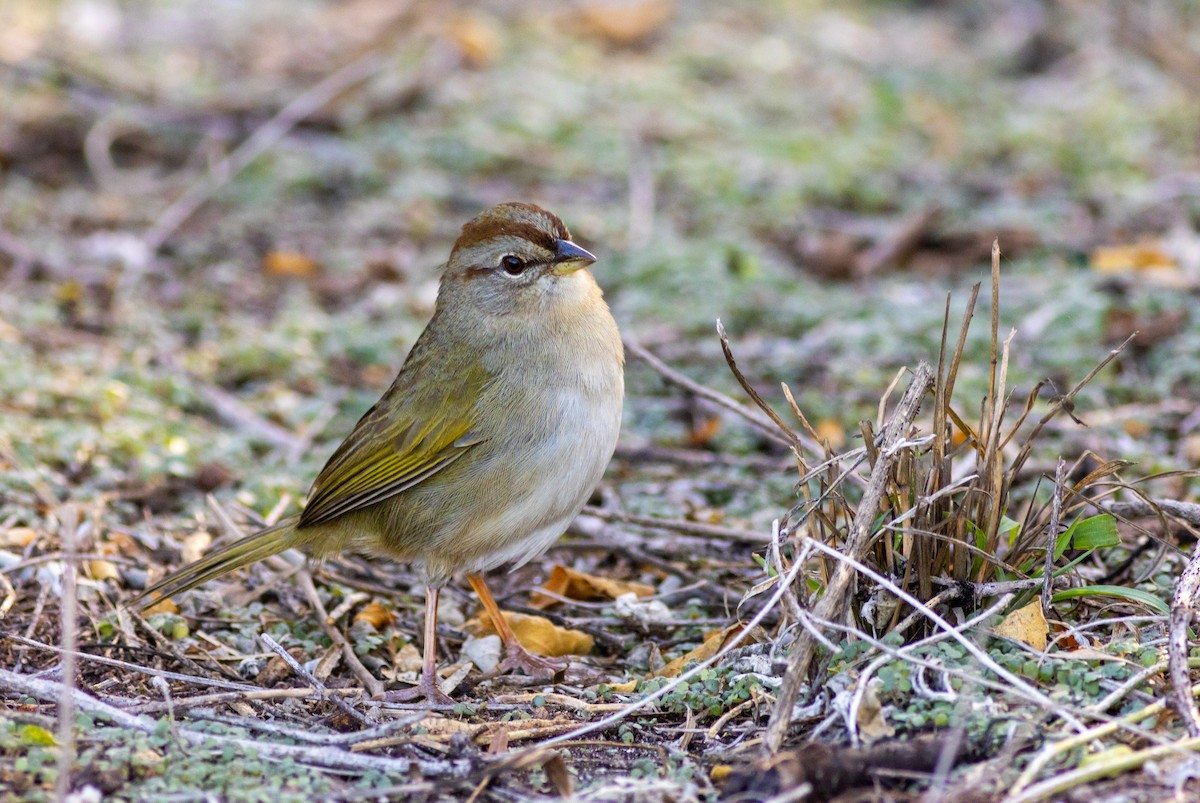 Olive Sparrow - ML629000799