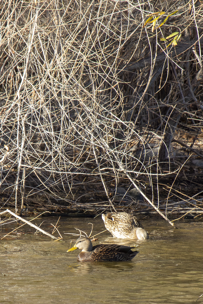 Mexican Duck - ML629001055