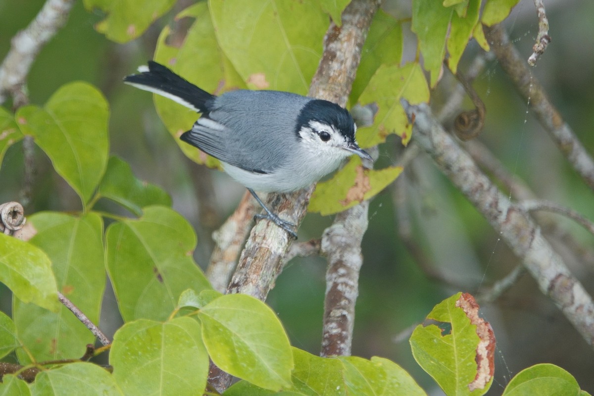 White-browed Gnatcatcher - ML629001132