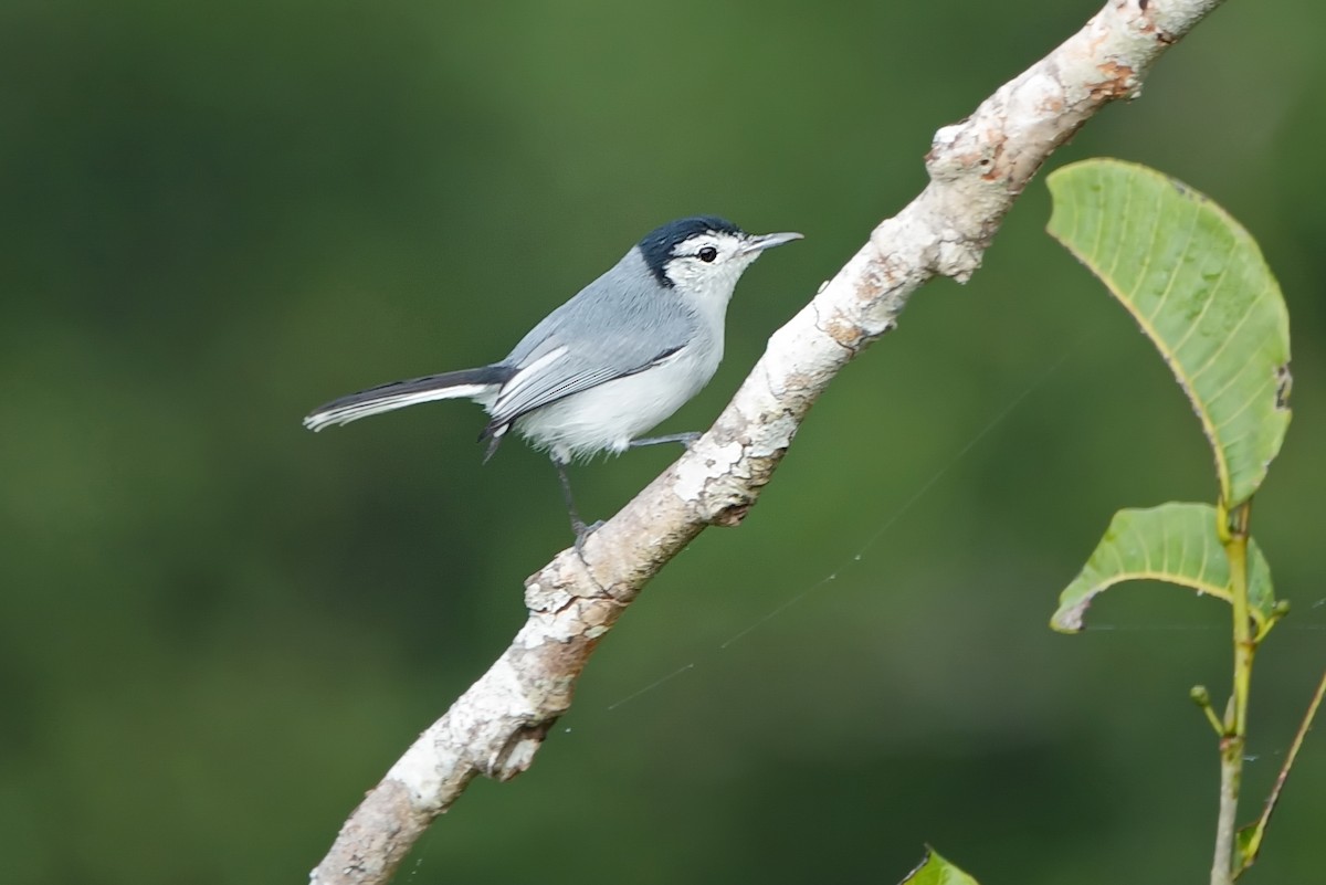 White-browed Gnatcatcher - ML629001143