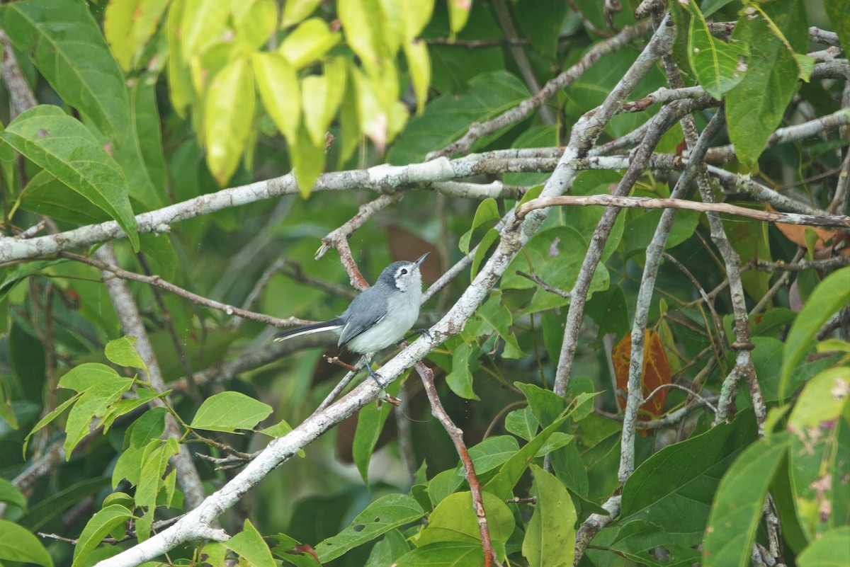 White-browed Gnatcatcher - ML629001153