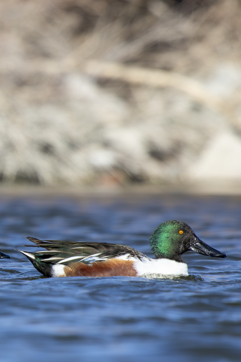Northern Shoveler - ML629001202