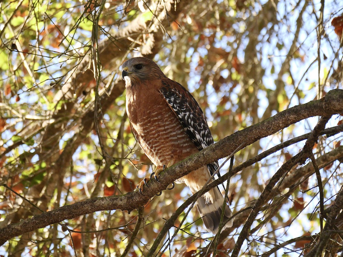 Red-shouldered Hawk - ML629001204