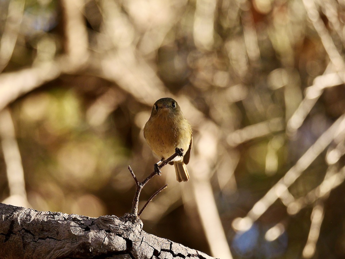 Hutton's Vireo - ML629001219