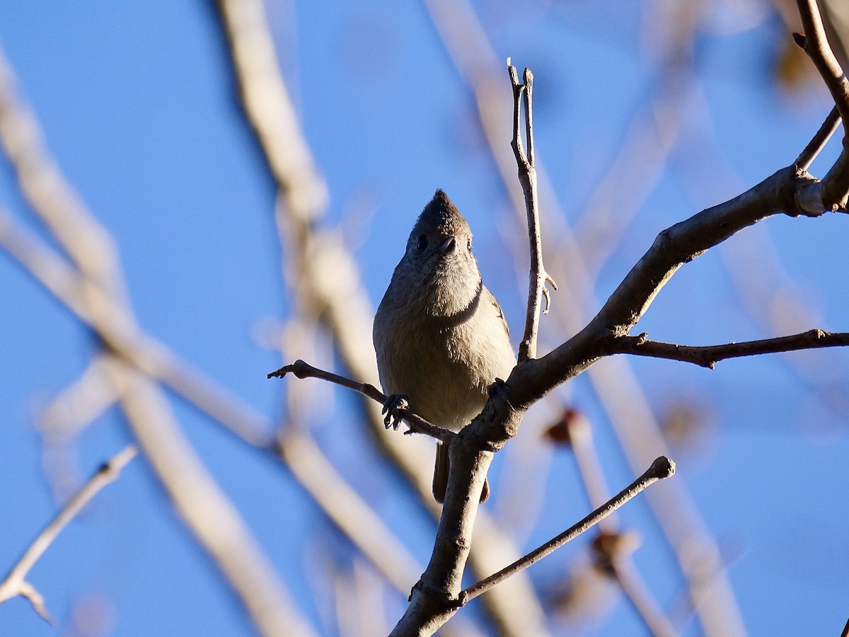 Oak Titmouse - ML629001236