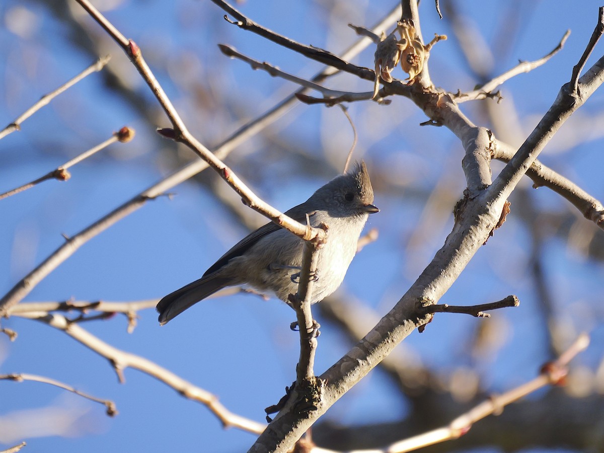 Oak Titmouse - ML629001377