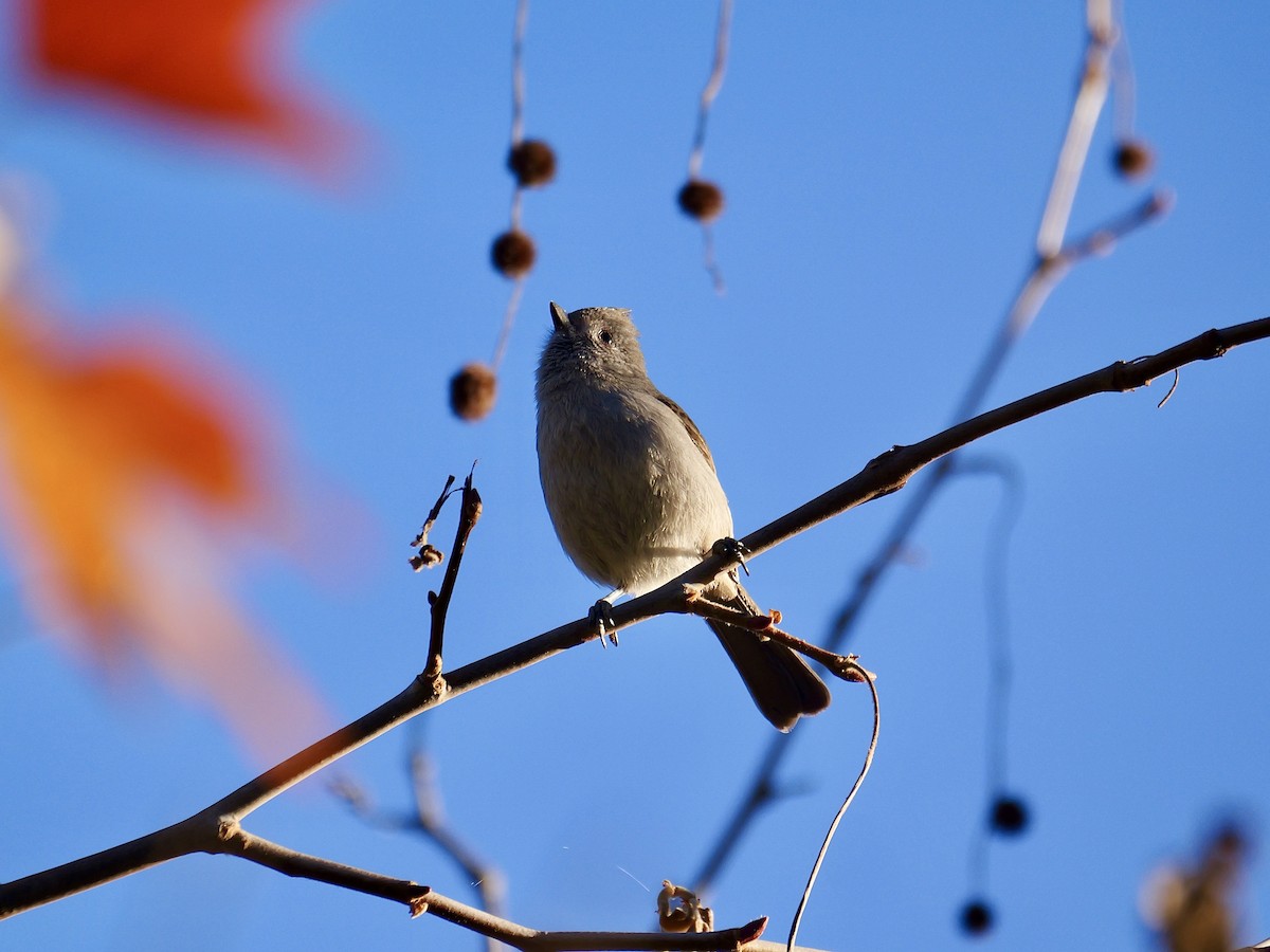 Oak Titmouse - ML629001378