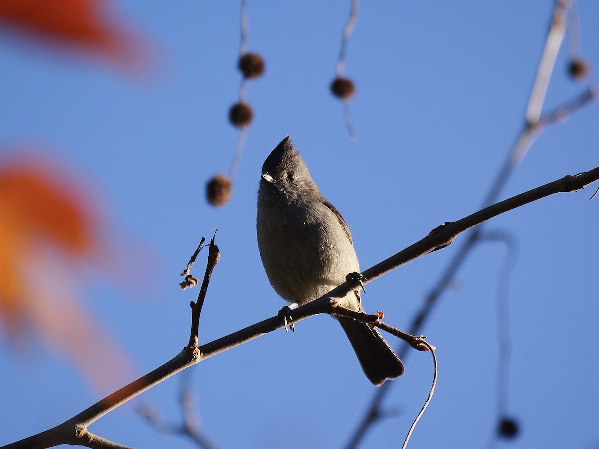 Oak Titmouse - ML629001379