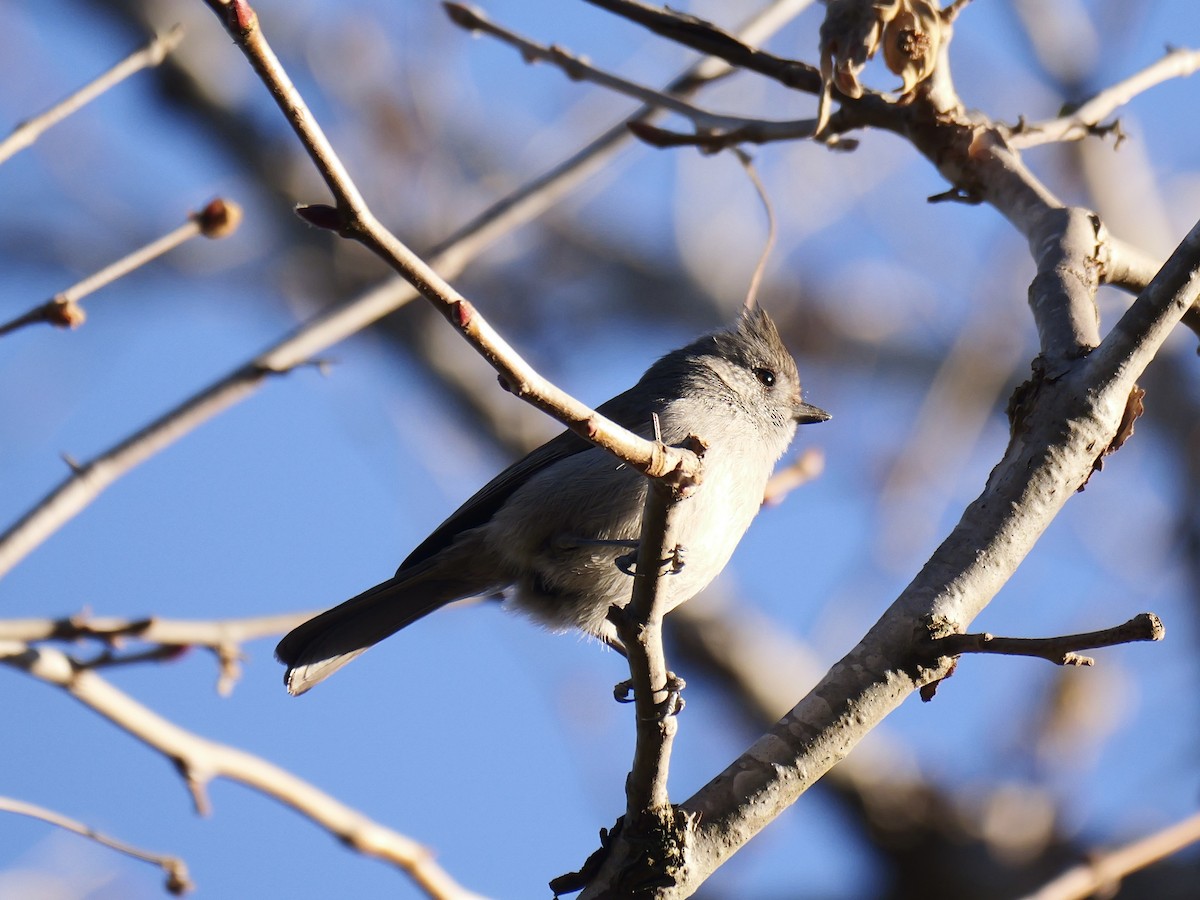 Oak Titmouse - ML629001380
