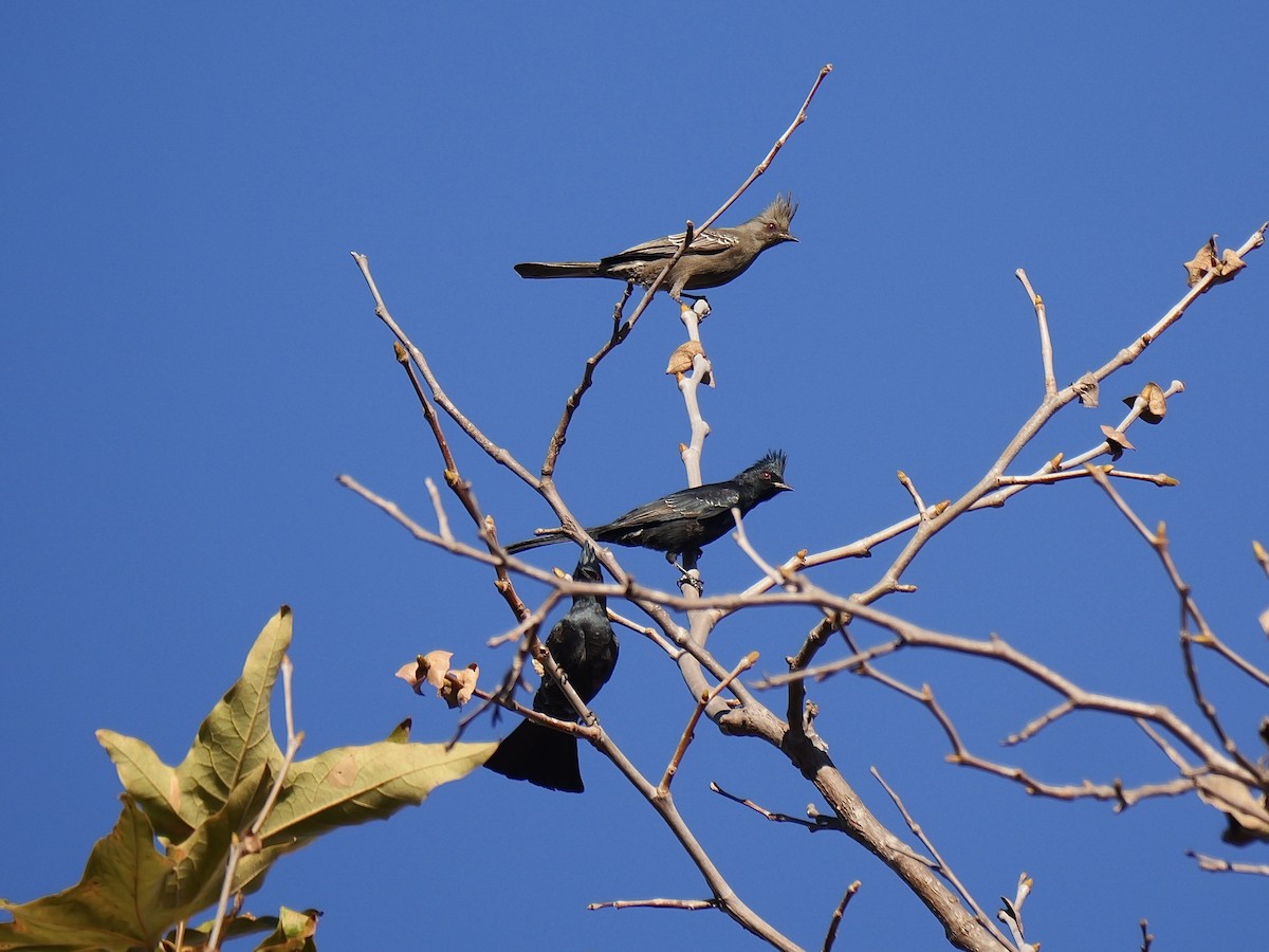 Phainopepla - ML629001396