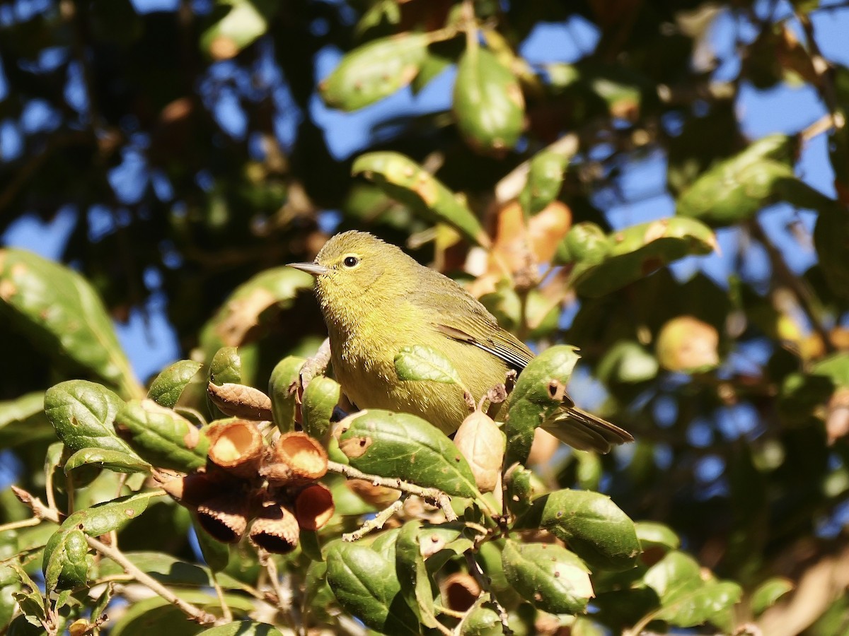 Orange-crowned Warbler - ML629001409